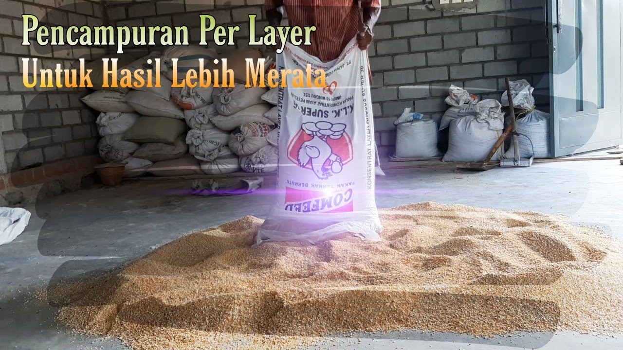 Teknik Mencampur Pakan Ayam Petelur Secara Manual