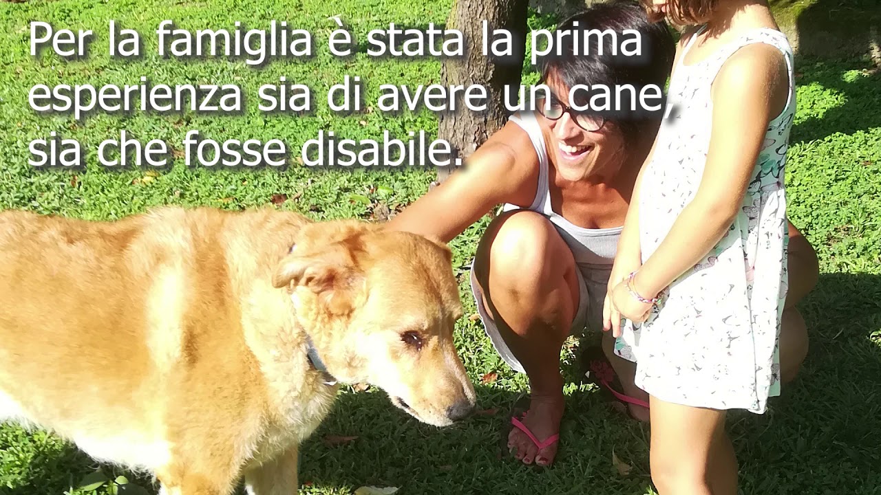 La storia di un cane cieco.
