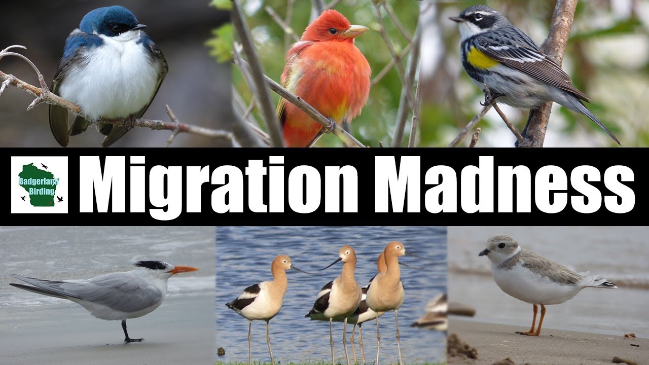 Migration Madness Event Announcement: You Won't Want to Miss This!