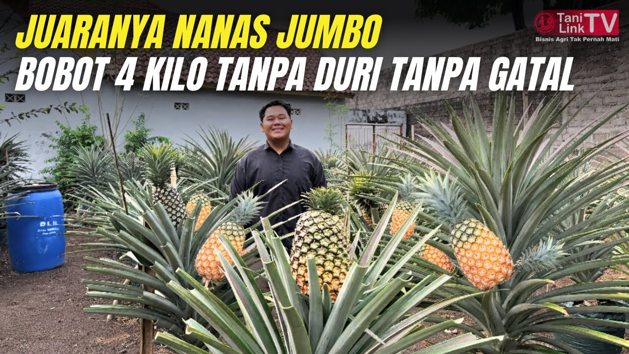Petani Milenial Ini Bongkar Rahasia Budidaya Nanas Jumbo Tanpa Duri!