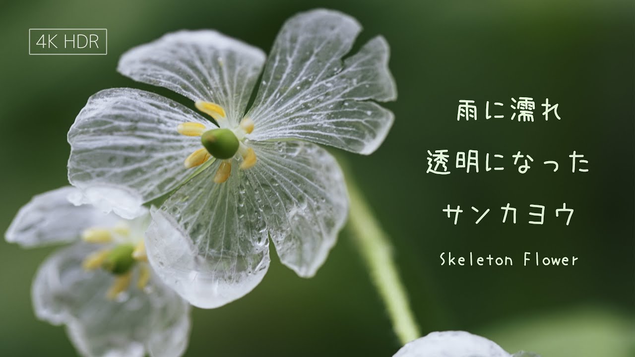 雨に濡れ透明になった サンカヨウ (旧バージョン)【Skeleton Flower】