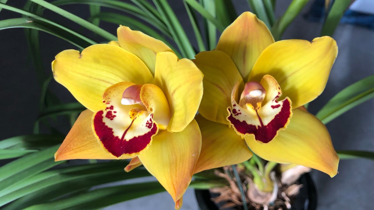 How to Successfully Grow Orchids Outside During Periods of Freezing Temperatures