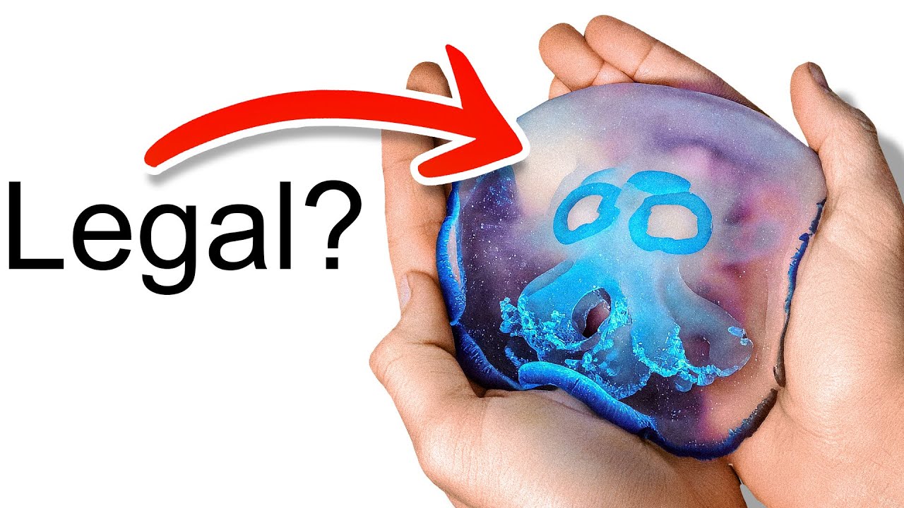 I Got a Pet Jellyfish... (yes, really)
