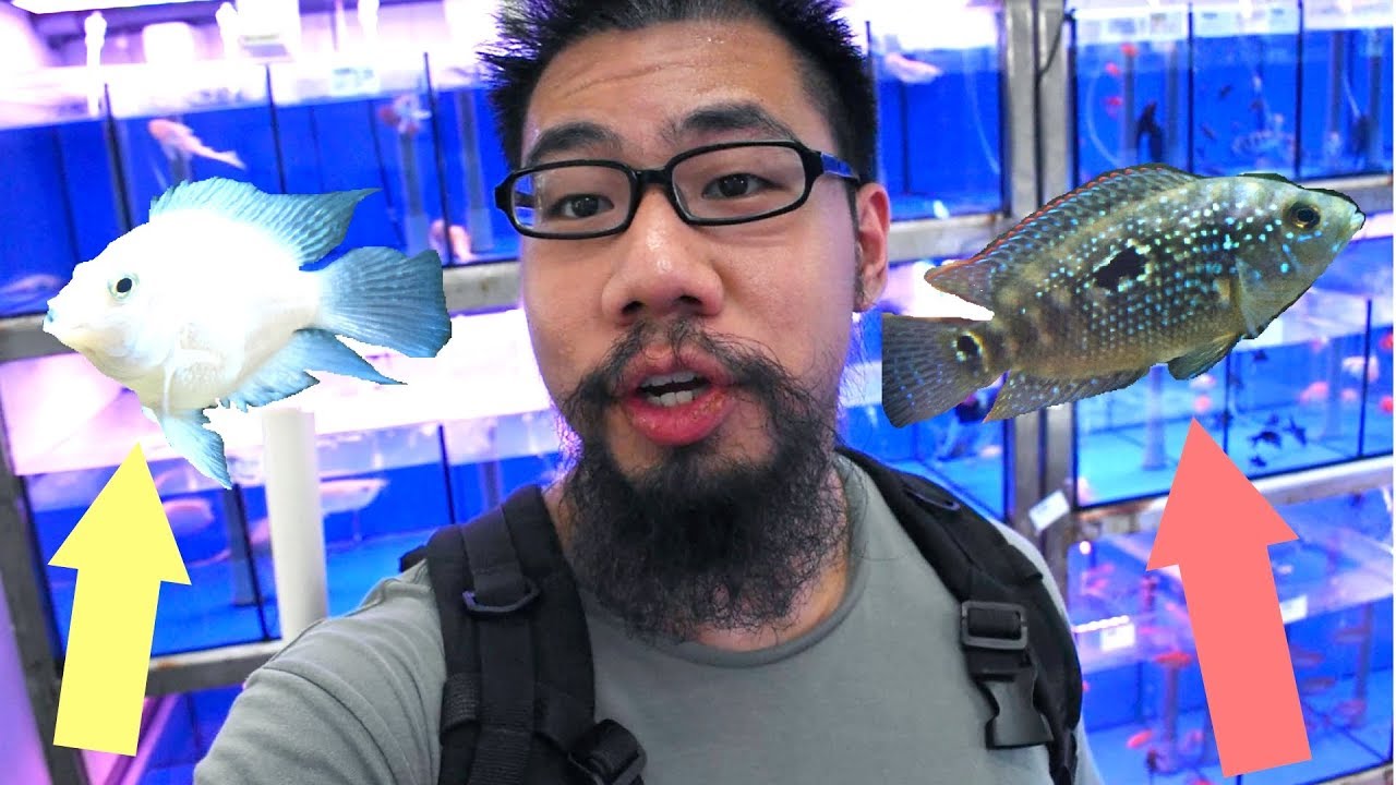 NEW *RARE* Jellybean Convict & Jack Dempsey Cichlid added to Turtle Tank