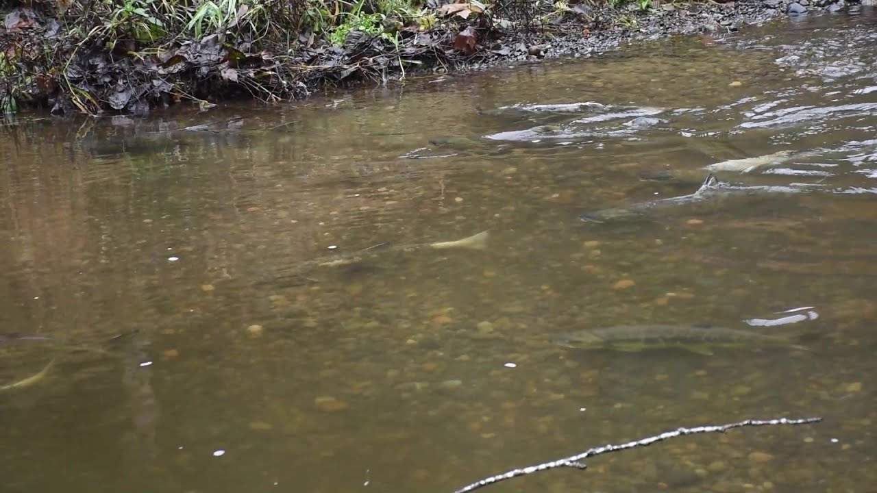 Fall Chum Salmon fighting to get up Kendall Creek
