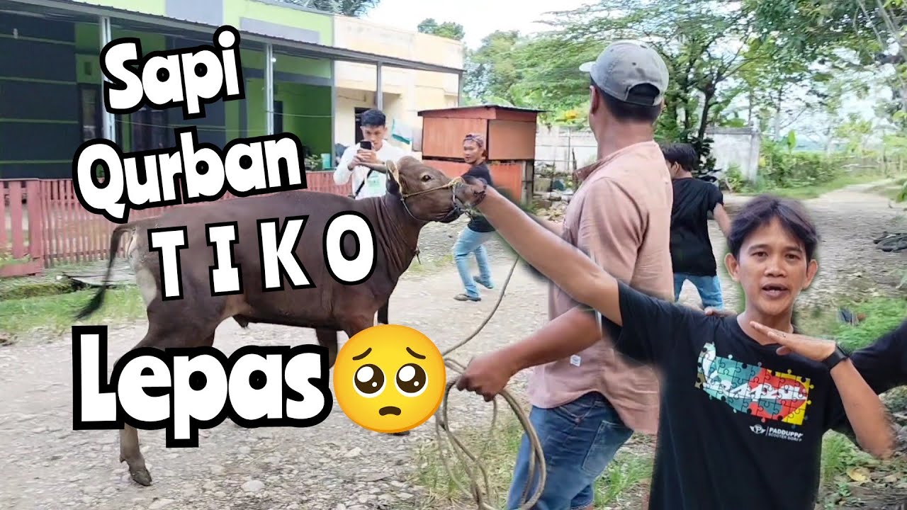 SAPI QURBAN LEPAS | BERBURU SAPI | TIMUR KOTA OFFICIAL