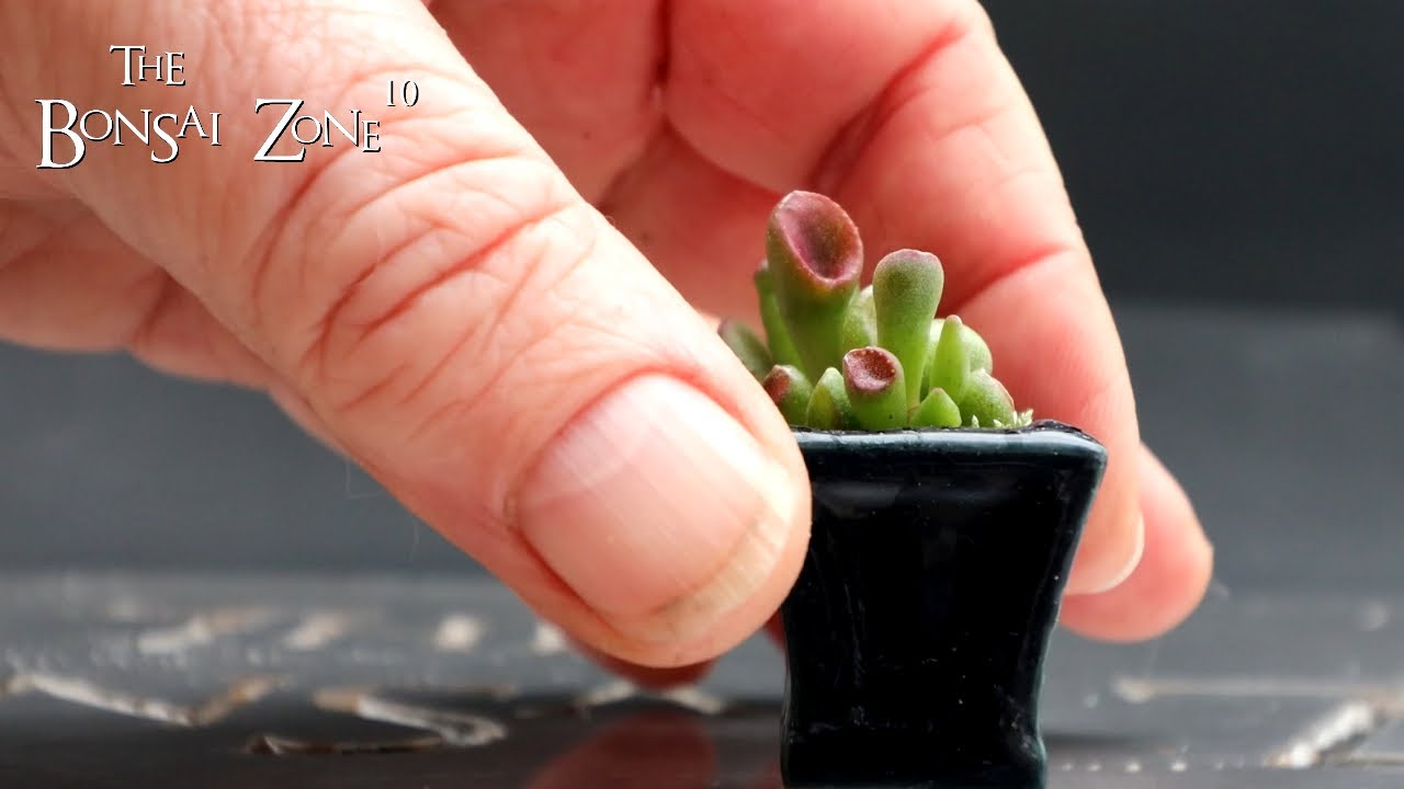 My Mini Bonsai, Part 3, The Bonsai Zone, Nov 2023
