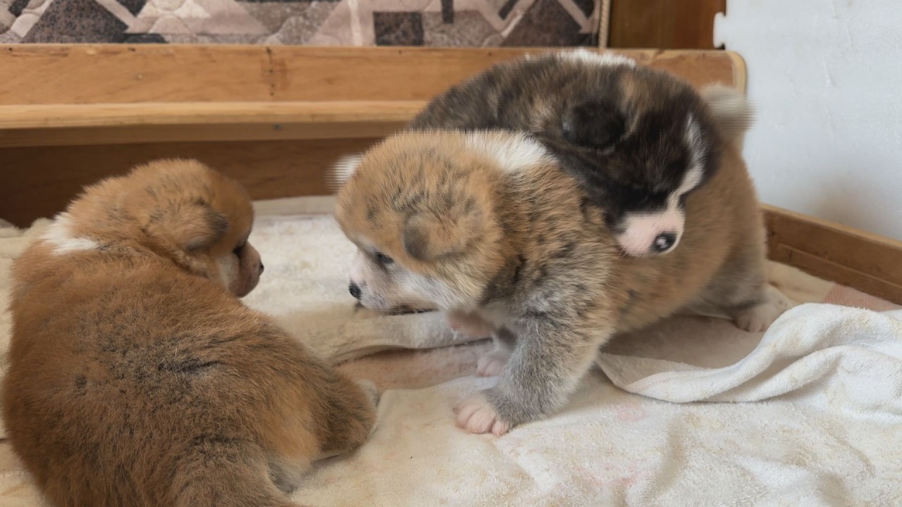 秋田犬 梅子の日常その１＿美人姉妹のワンプロ