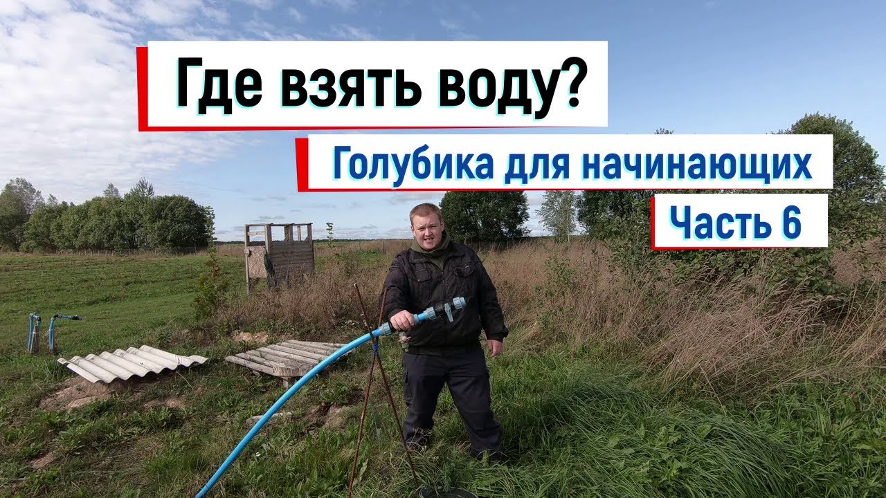 Вода для полива голубики // Голубика для начинающих. Часть 6