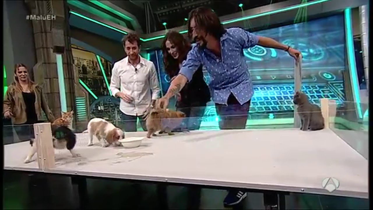 ¿Cómo reaccionan perros y gatos al verse por primera vez? - El Hormiguero - Fauna y Acción