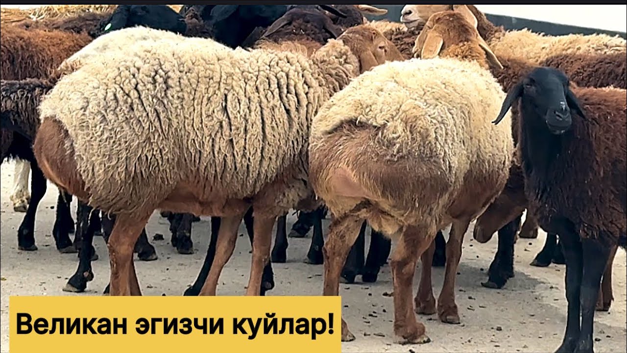 908109797☎️ 940749700☎️ 882004293☎️Великан эгизчи куйлар! 