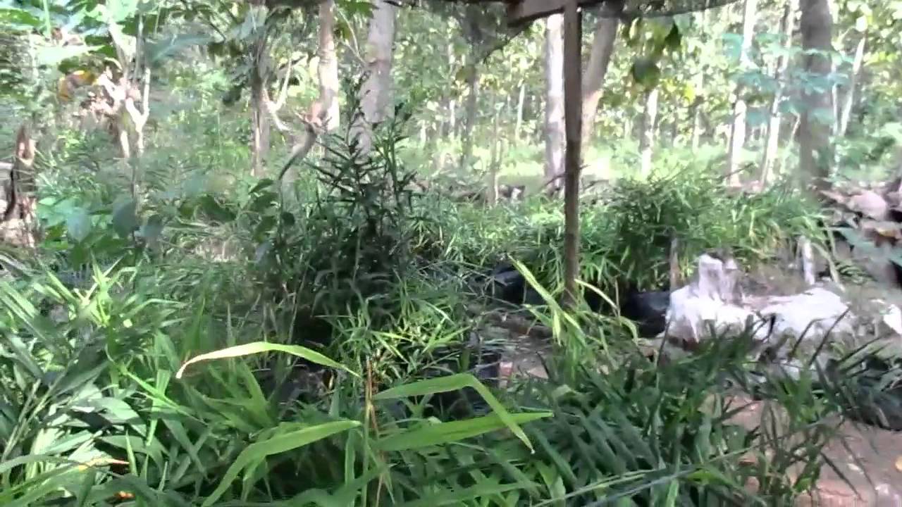 Tanaman Jahe Subur