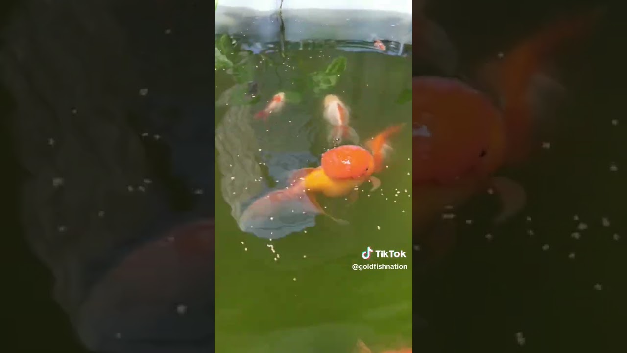 Alimentacion y Cuidados Goldfish  #shorts #acuarios #peces #acuariofilia #goldfish