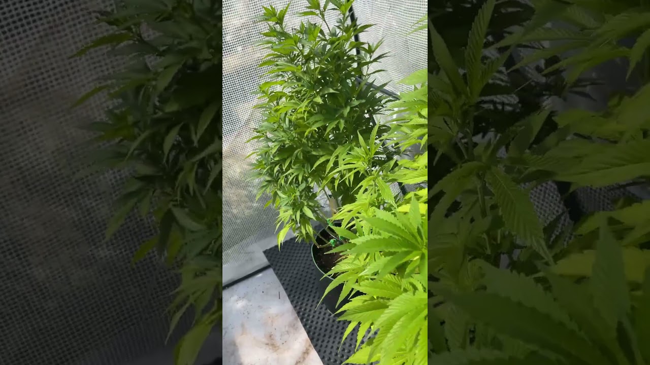 Genetics Update Special Queen, Royal Runtz  & Blueberry Progress #420