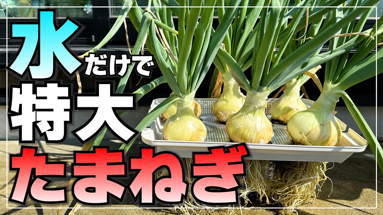 【土が無くても育つ】省スペースでも特大玉ねぎを水耕栽培する方法！ how to grow oversized onions hydroponically by saving space!