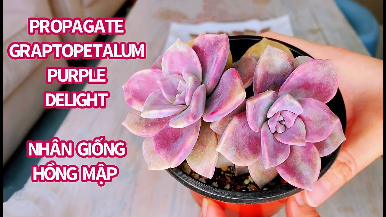 #445 HOW TO PROPAGATE SUCCULENT FROM LEAVES  | 다육식물 | 多肉植物 | Suculentas| NHÂN GIỐNG SEN ĐÁ BẰNG LÁ