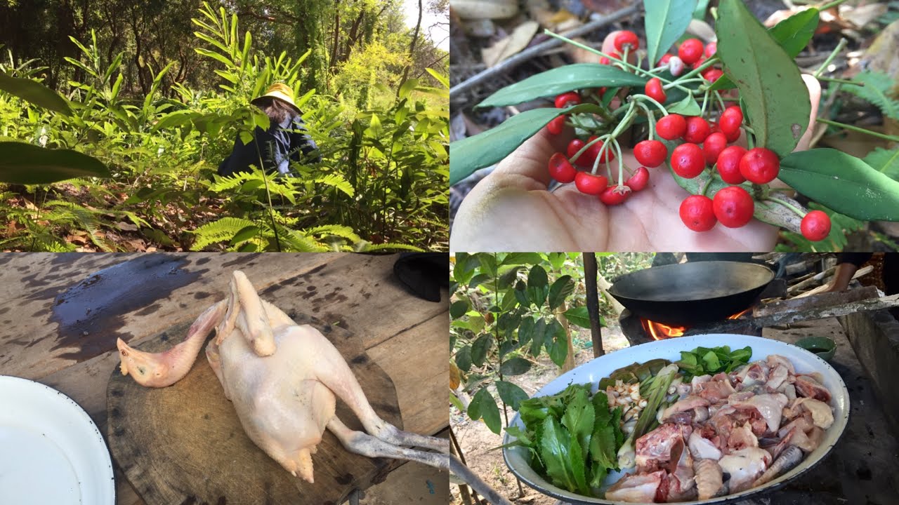 Have you ever eaten coral ardisia? Harvest Alpinia malaccensis for cook Boiled Chicken with Herbs.