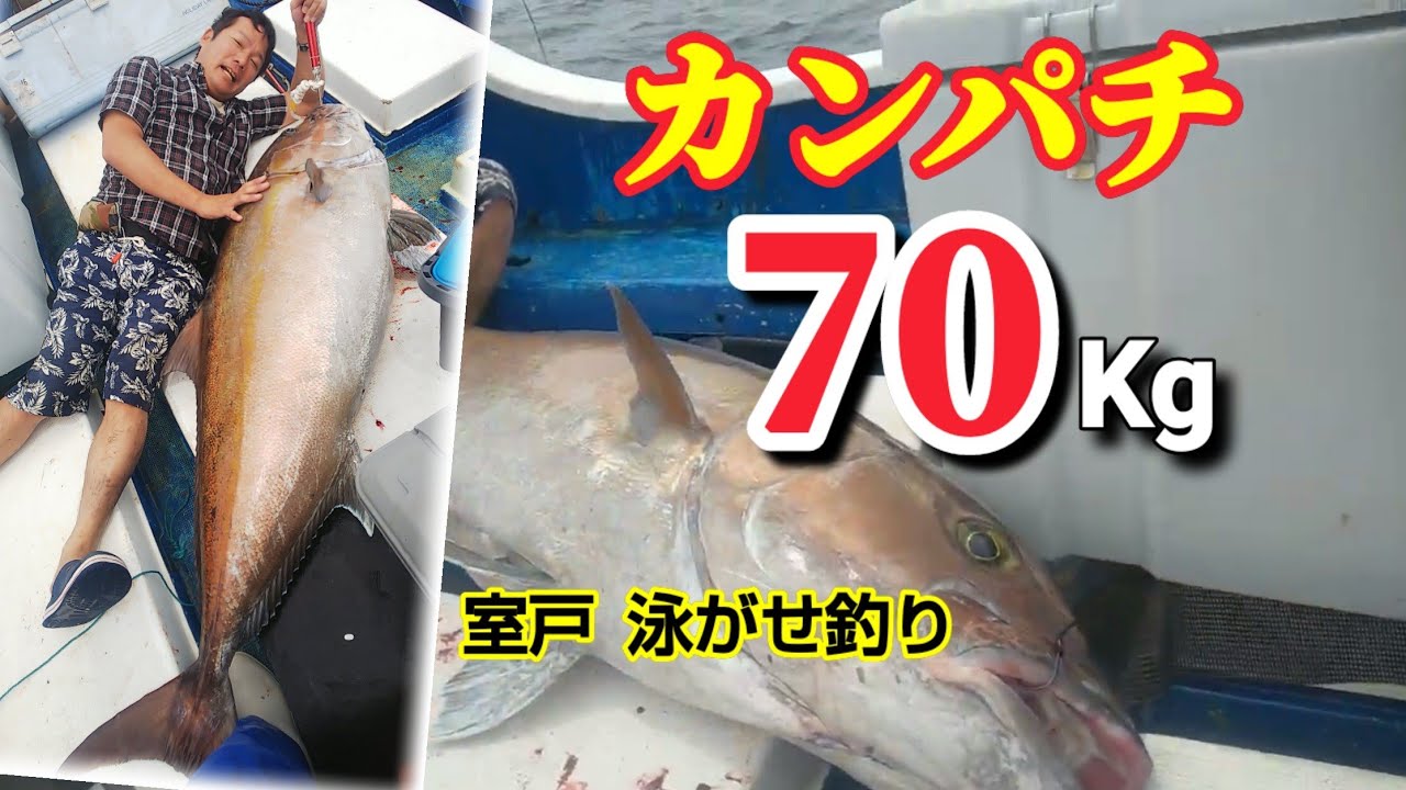 カンパチ70kgと35kg  室戸泳がせ釣り 2020/05/21