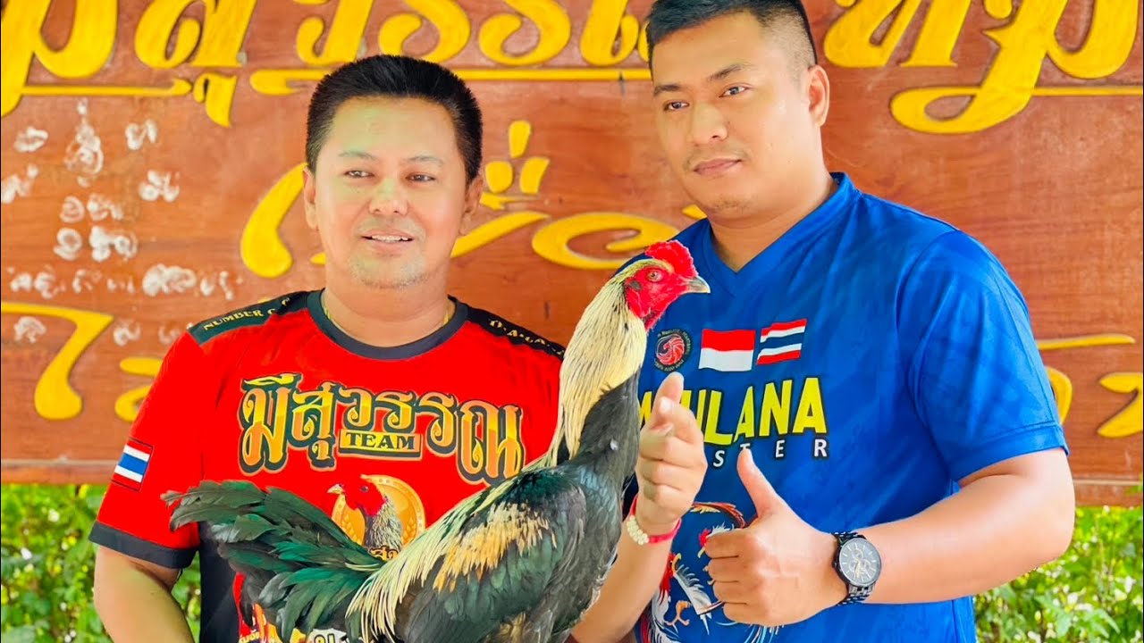 BOYONG 3 EKOR P4M4 MEESWAN 500.000 BAHT