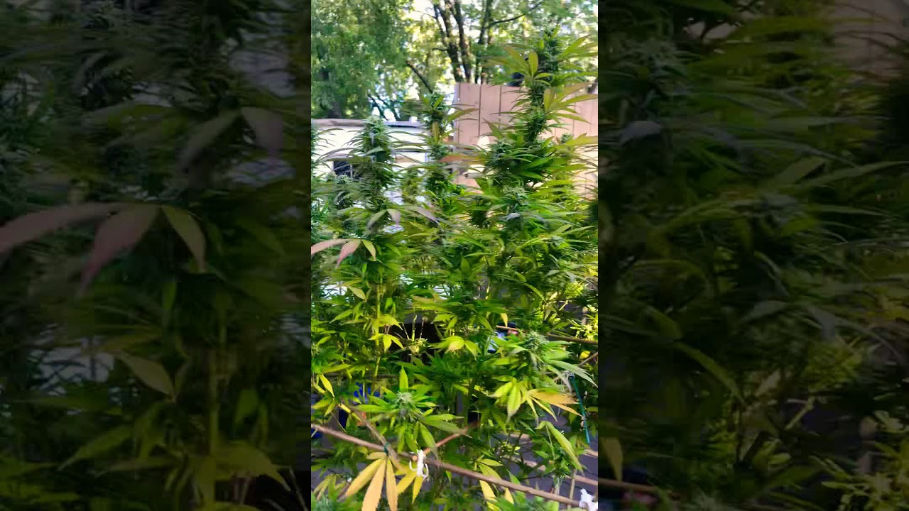 First weed grow - outdoor