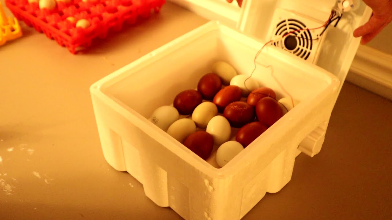 16 Egg Incubator Unboxing | Automatic Egg Incubator Review & Instructions