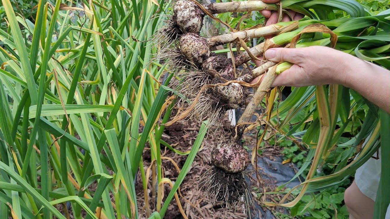 Garlic Harvest 2024