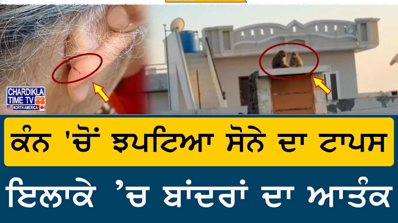 Monkey Snatches Gold Earring | ਇਲਾਕੇ ’ਚ ਬਾਂਦਰਾਂ ਦਾ ਆਤੰਕ