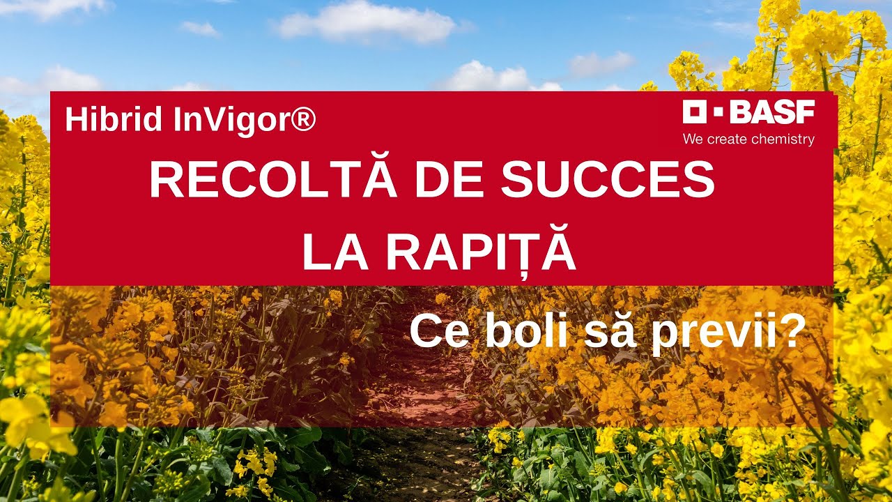 Cultura de Rapita | Povestile Fermierilor cu Productii BOGATE
