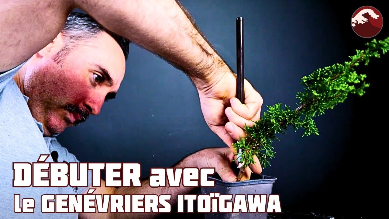 КАК НАЧАТЬ ЗАНИМАТЬСЯ БОНСАЙ С МОЖЖЕВЕЛЬЕМ? 🌱 НЭДЖИКАН БОНСАЙ 🌱