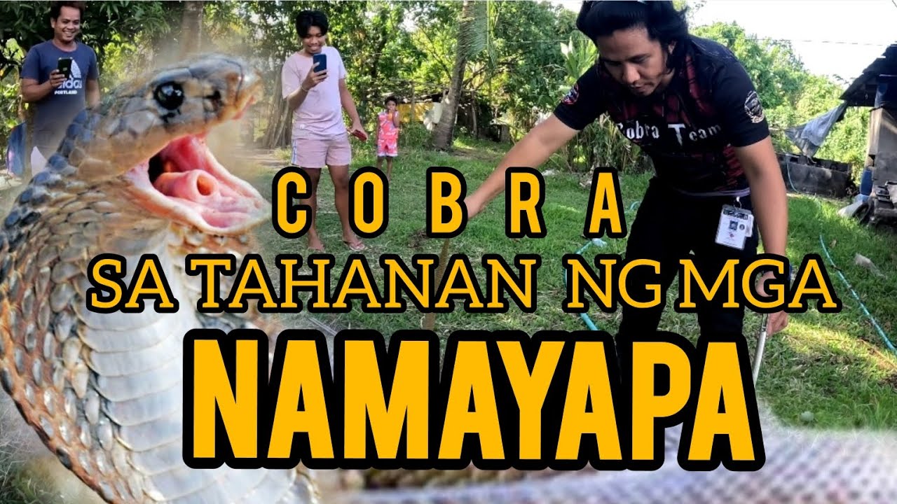 MAG ASAWANG PUMANAW, COBRA ANG PUMALIT SA TAHANAN #cobraking #cobraprince #tolcobra #cristurkz