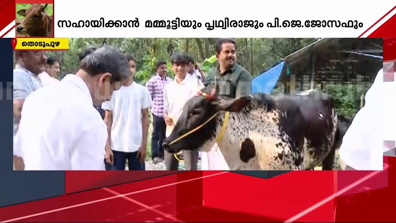 പി.ജെ ജോസഫിന്റെ 'കരീനയെ' മാത്യുവിന് കൈമാറി; കുട്ടികർഷകരുടെ തൊഴുത്തിലേക്ക് ആ​ദ്യ പശുവെത്തി