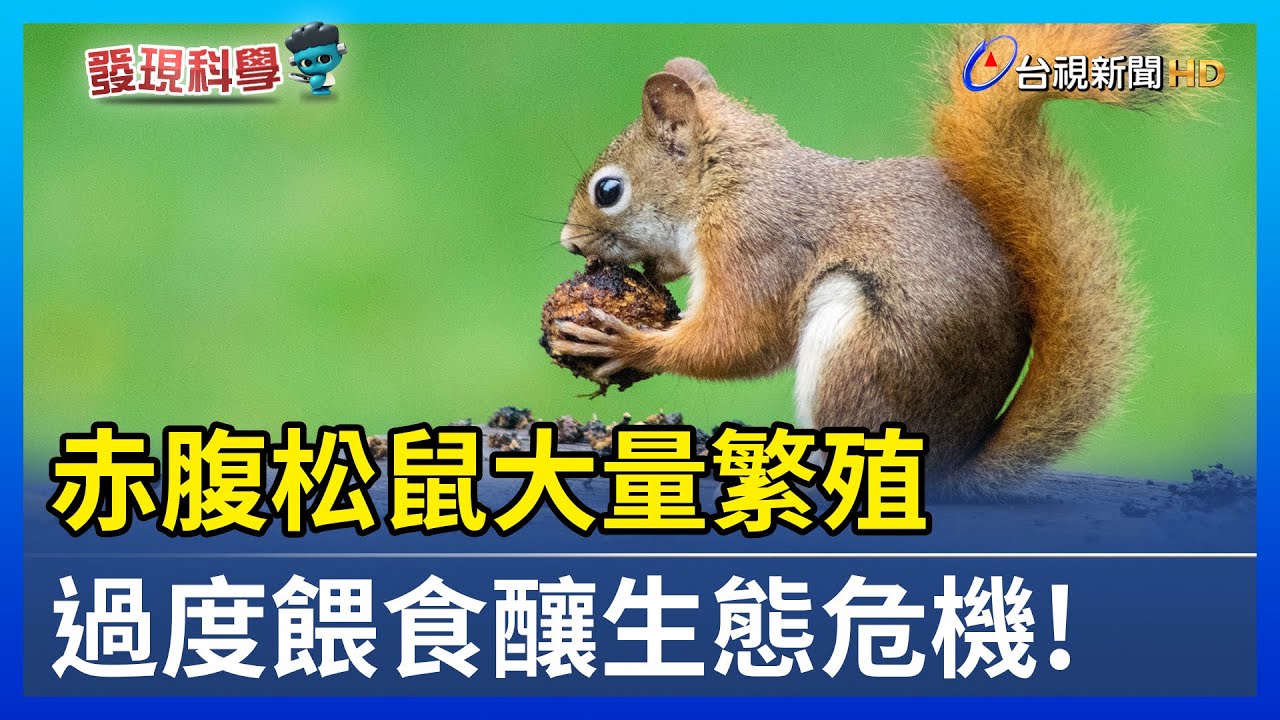 過度餵食！赤腹松鼠大量繁殖 釀生態危機【發現科學】