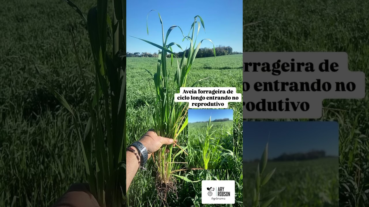 #agron&atilde;opara #agronomia #parananoar #opanneerselvam