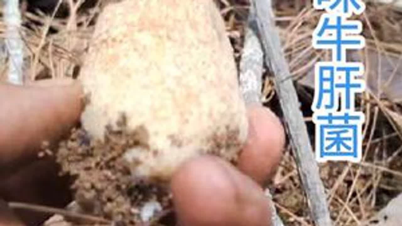 我们这里的牛肝菌也出了 今天上山不止捡到鸡枞还收获了牛肝菌 #捡菌子 #挖鸡枞