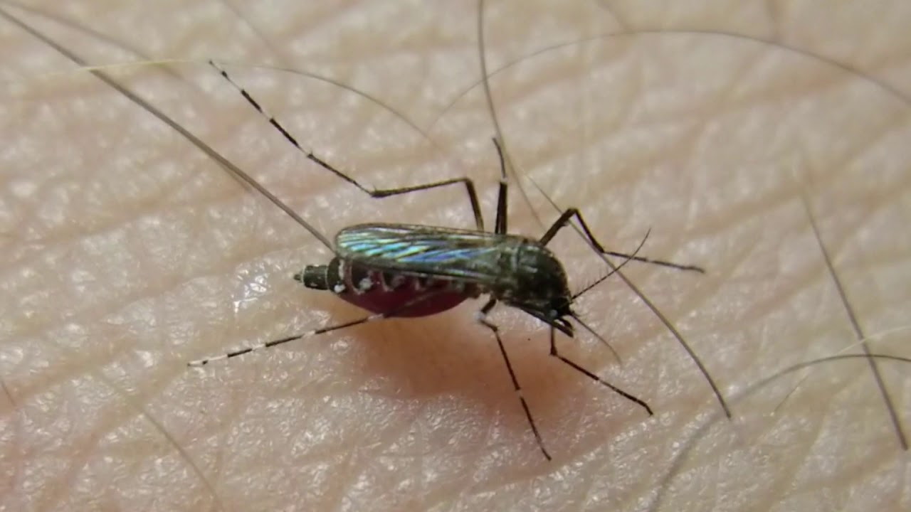 Aedes aegypti feeding