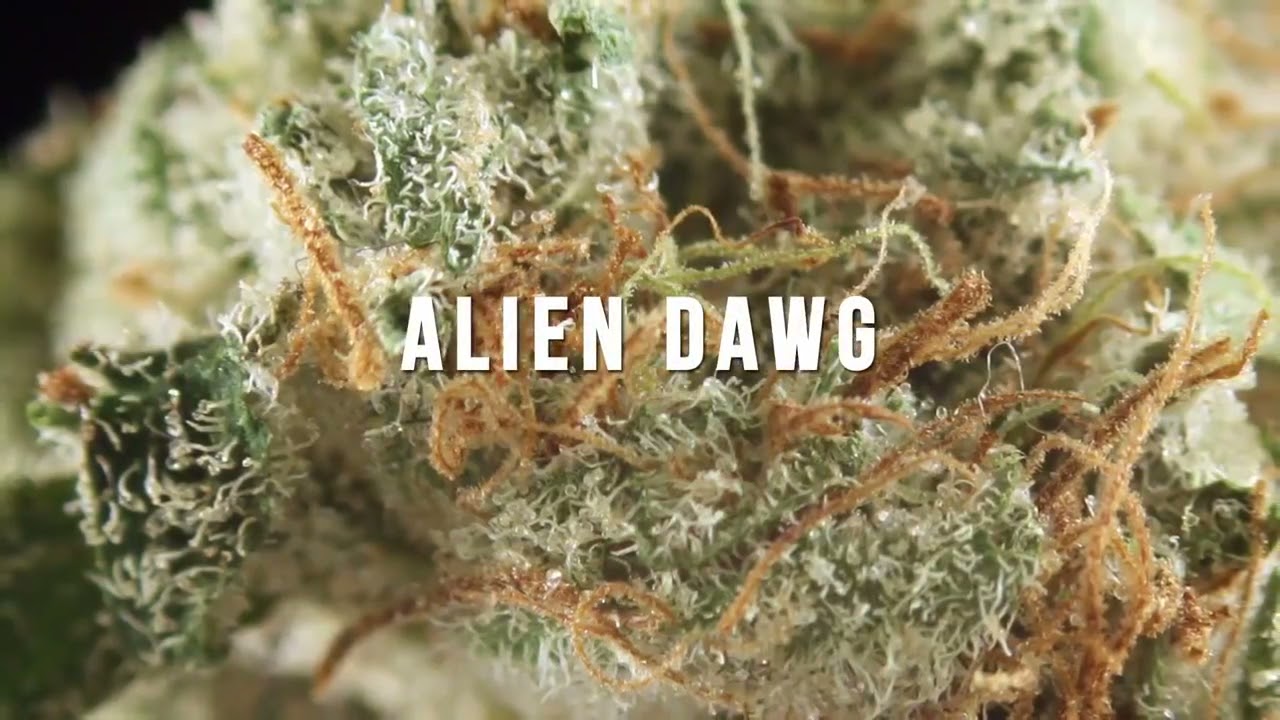 What are 7 of the Strongest Marijuana Strains You Can Smoke This Weekend?