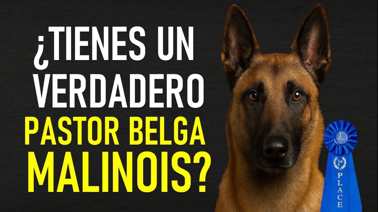 Cómo saber si tu perro es un Pastor Belga Malinois puro (o te engañaron)