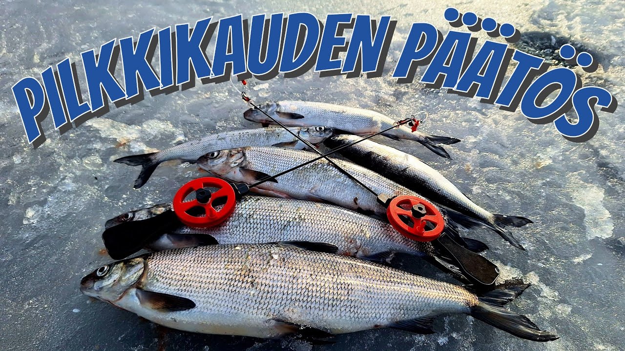 PILKKIKAUDEN PÄÄTÖS | SIIKAA | #KALASSA 66