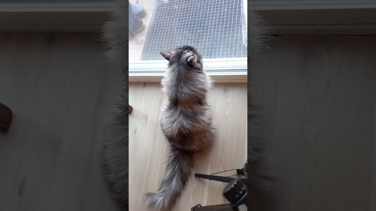 Oh Happy Day🇺🇸 is live! #cat #prettyfunny #funnycats #kitten #prettycat #fyp #trending #viral #cute