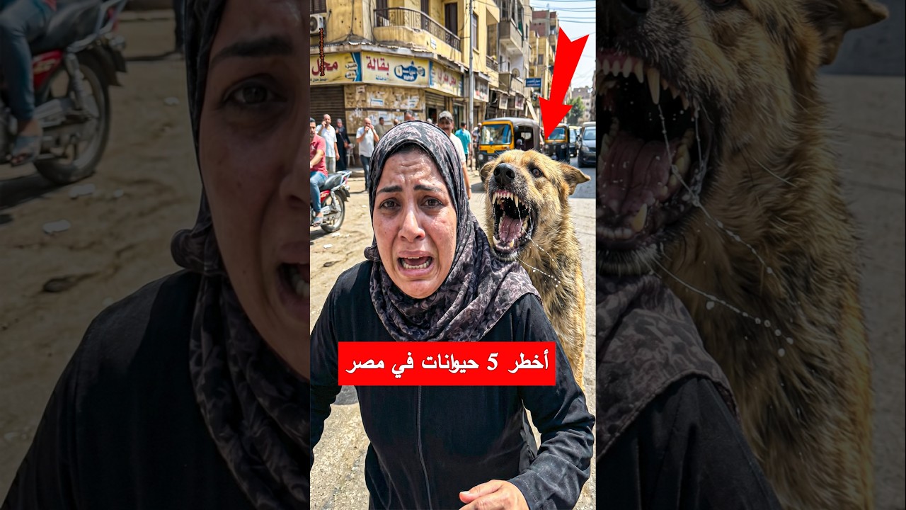 أخطر 5 كائنات في مصر&hellip; احذر منها فوراً قبل فوات الأوان!