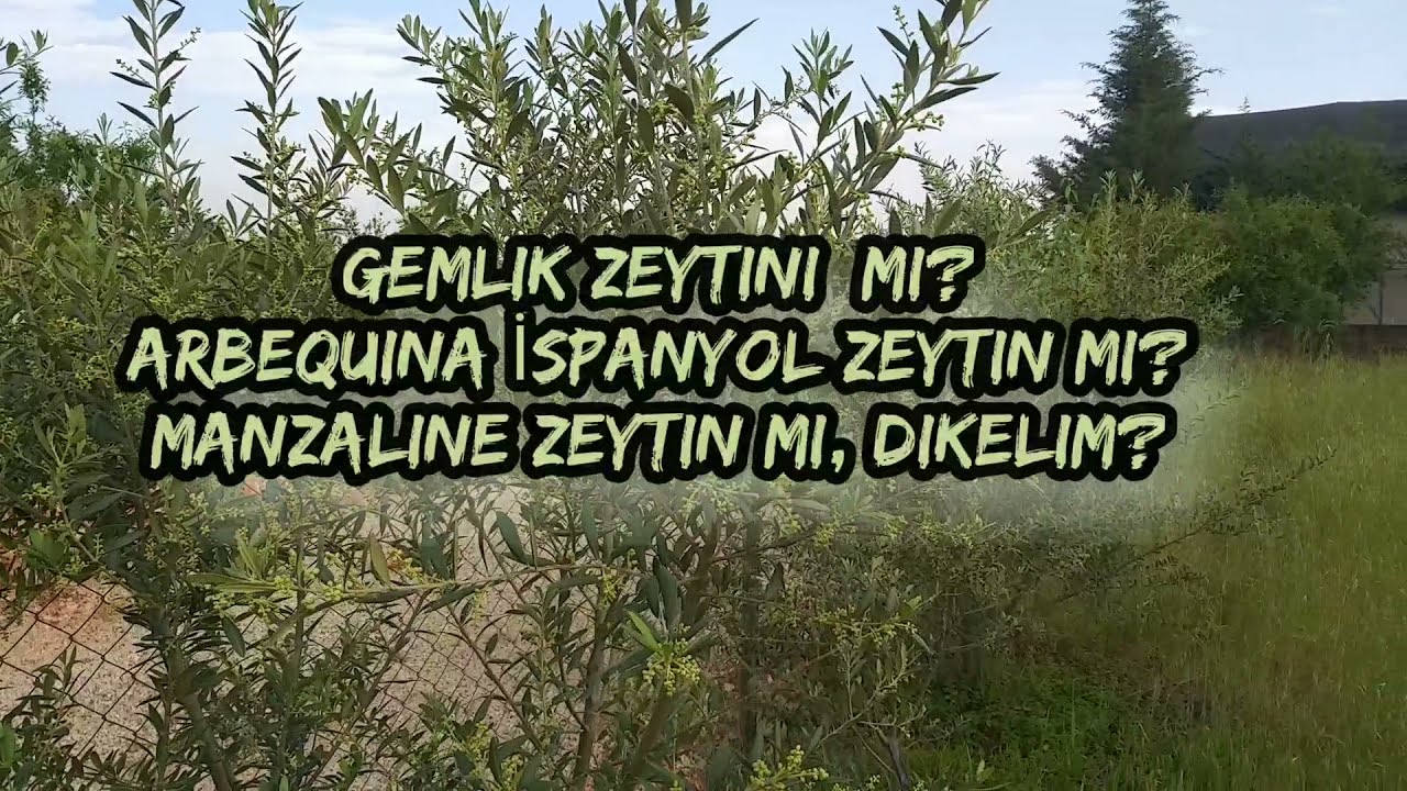 HANGİ TÜR ZEYTİN YETİŞTİRELİM? (WHAT KIND OF OLIVE IS GROWED?)