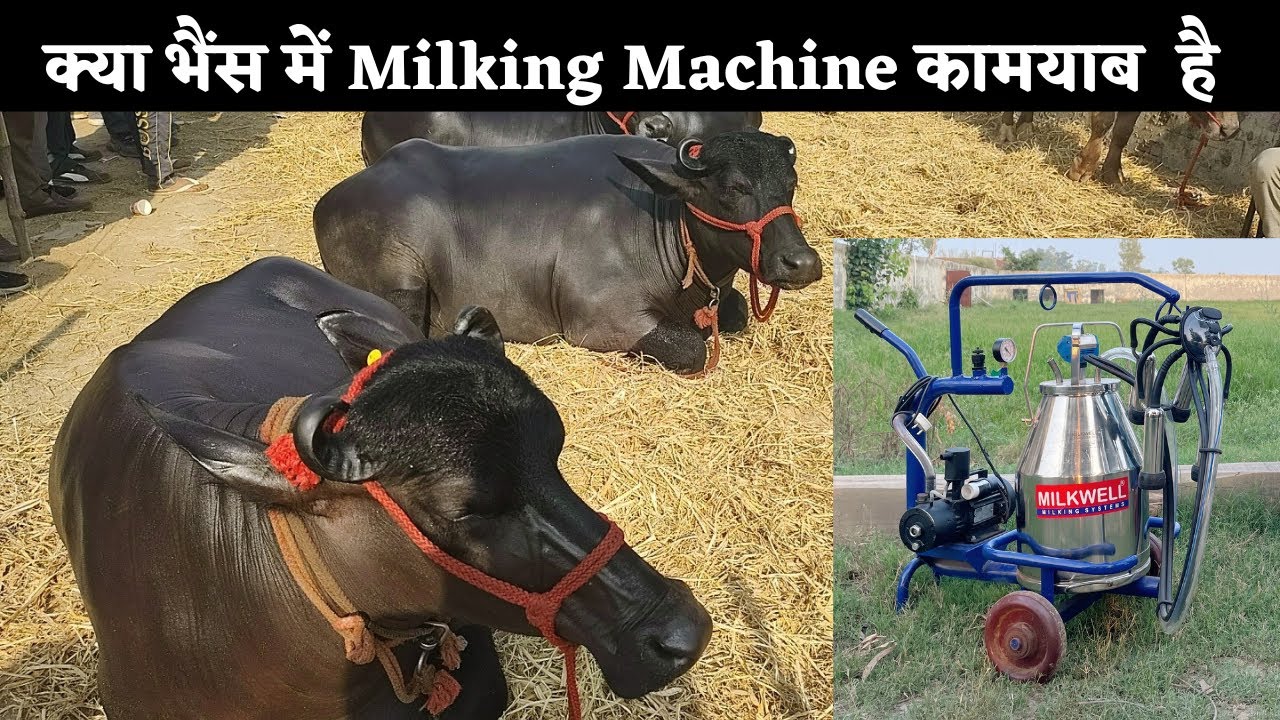 क्या Milking Machine से Buffalo की दूध निकाला जा सकता है । @milkwell
