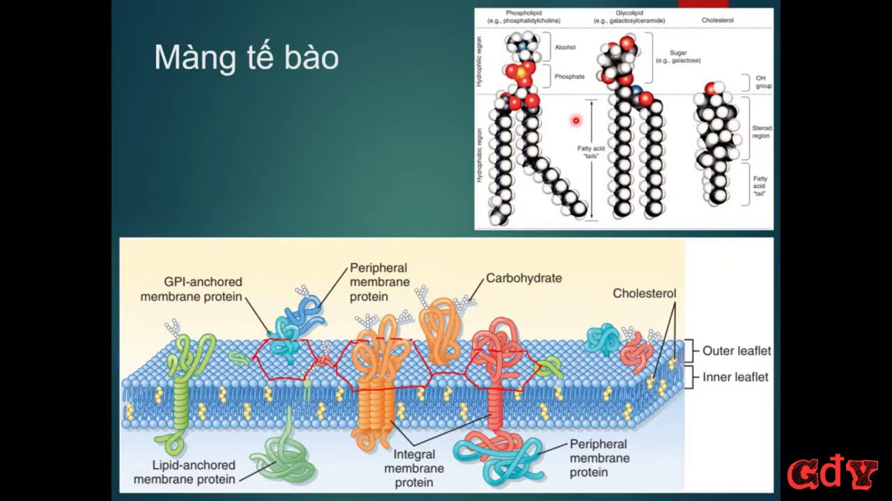 SINH LÝ TẾ BÀO