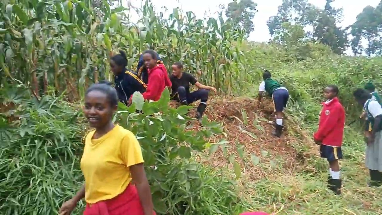 LAND PREPARATION FOR MAIZE production by Form 1 East 2024 KAMACHARIA GIRLS