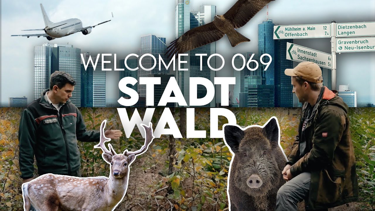 Stadtwald Frankfurt – Alles andere als nur Wolkenkratzer | Forst erklärt