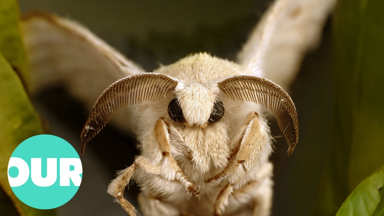 The Man Made Moth | Our World