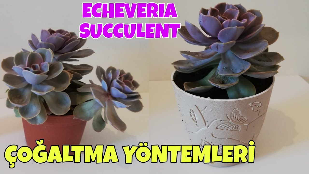 Echeveria sukulent nasıl çoğaltılır? Sukulent bakımı nasıl yapılır?