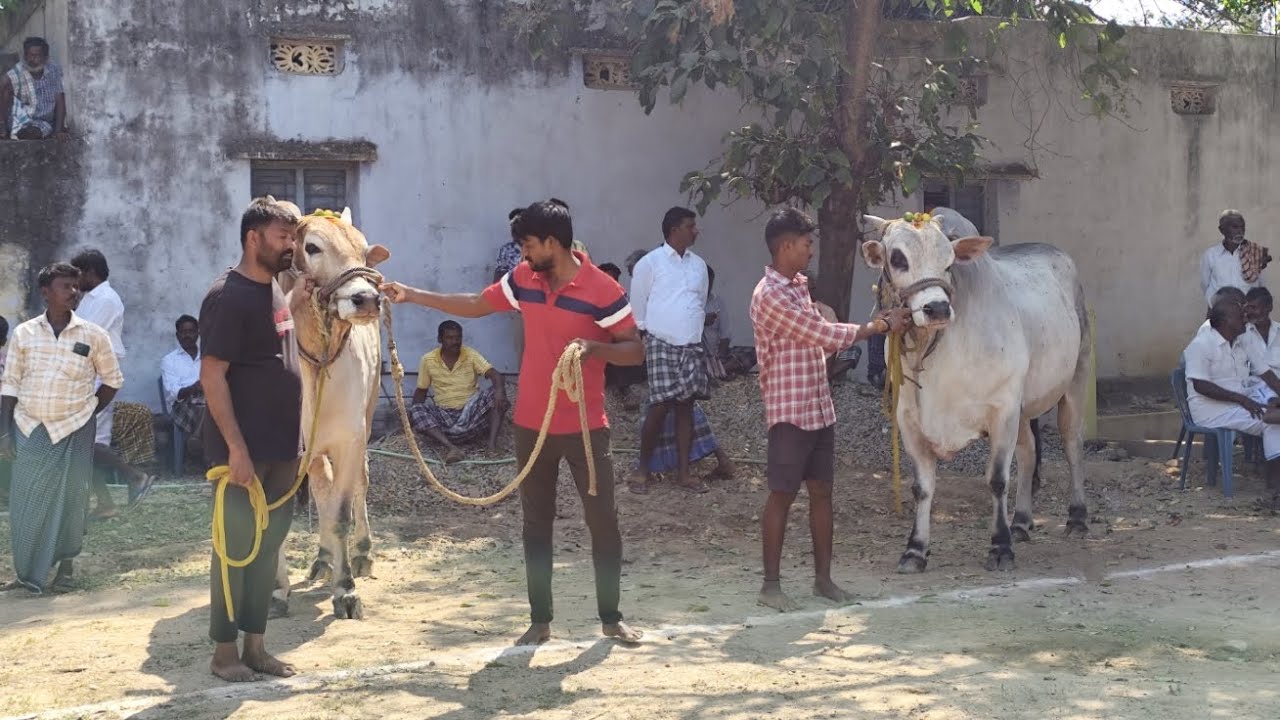 💥🌾14/02/2026 కడప జిల్లా నందలూరు మండలం పొత్తపి గ్రామంలో సేద్యపు ఎద్దుల విభాగంలో 1వ జత💥🌾