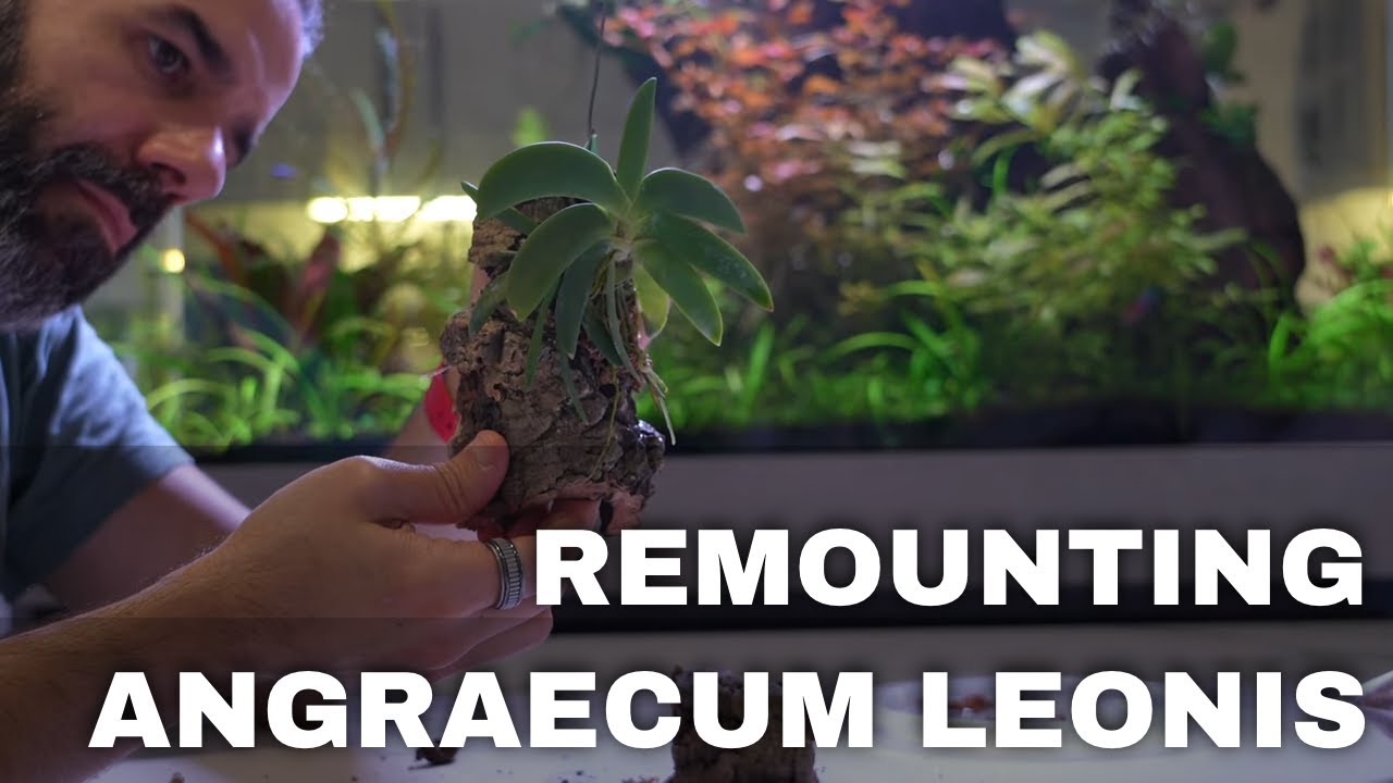 Remounting My Angraecum Leonis Orchid
