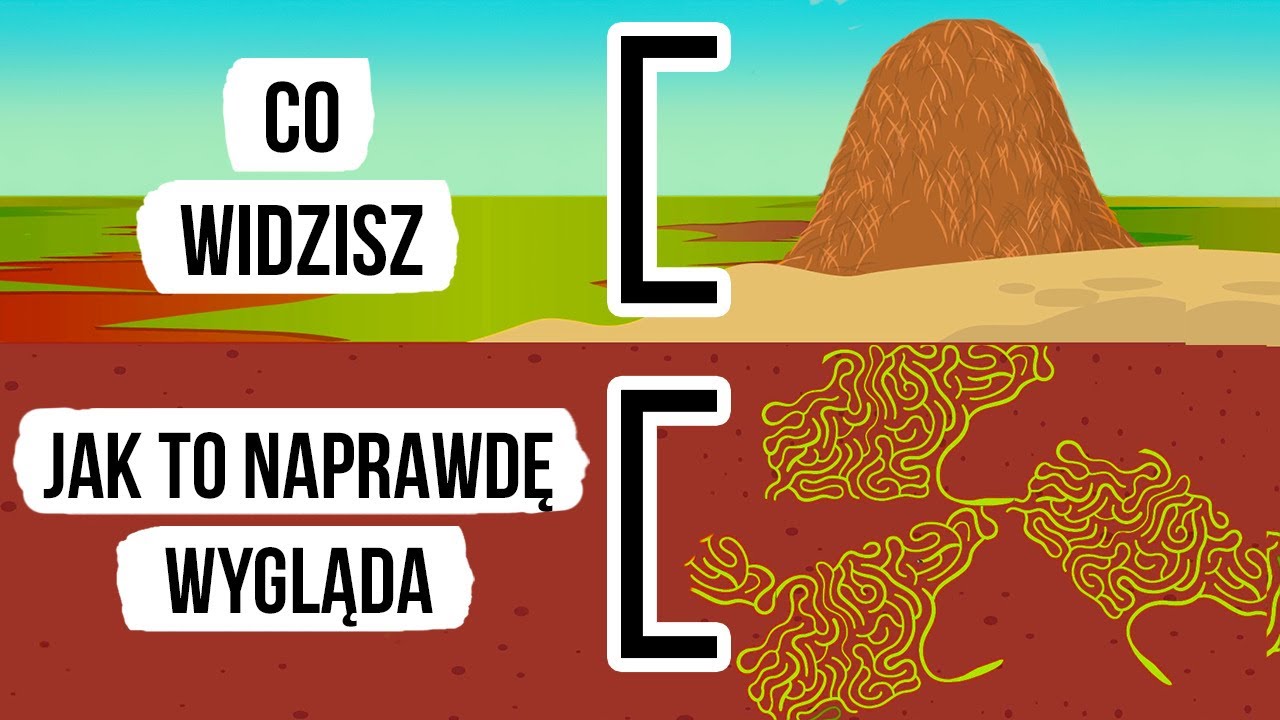 Jak wygląda mrowisko od środka?